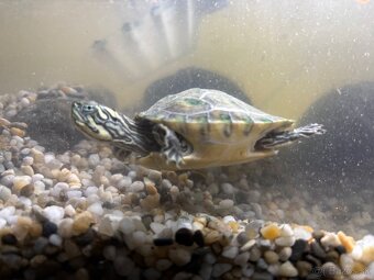 Predám vodnú koritnačku - 2