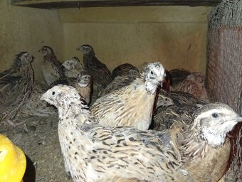 Japonske prepelice - 2