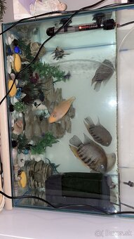 Akvarium s rybami - 2
