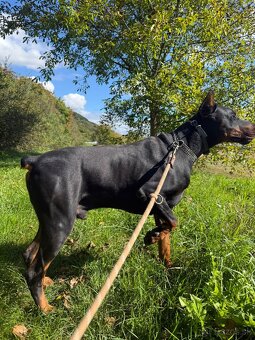 Doberman na krytie - 2