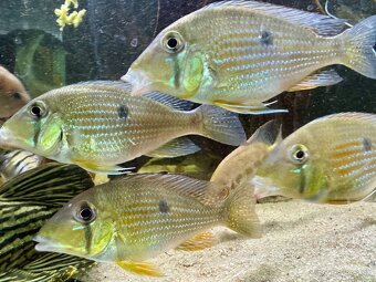 Geophagus taeniopareius Wild - 2
