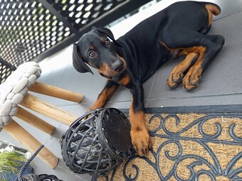 Doberman šteniatka - 2