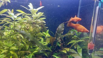mečúň mexický xiphophorus helleri red mečúne - 2