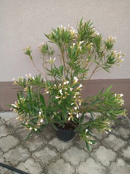 Oleandre - 2