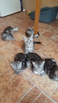Whiskas mačiatka - 2