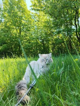 Kocúr ragdoll na krytie - 2
