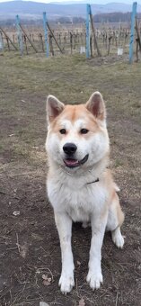 Akita inu - 2