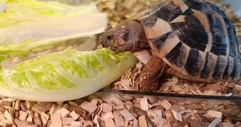 Predám Suchozemskú korytnačkú Testudo Hermanni - 2