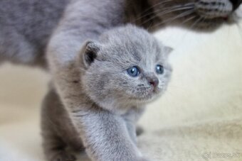 Nádherné britské mačiatka s PP  ♥ - 2