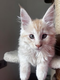 maciatko Fenix s PP/maine coon - 2