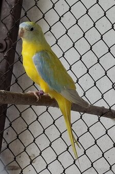 Neoféma tyrkysová žltobruchý opalín - 2