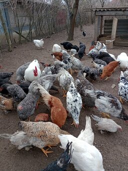 Ponúkam na predaj kohútov - 2