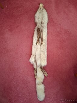 Strieborna liska - 2