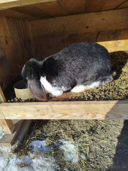 Francúzsky baran - 2