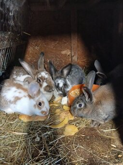 Predám králiky - 2