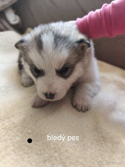 Šteniatka Aljašský malamut - 2