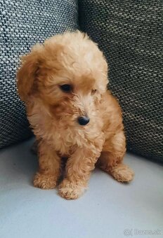 Predám mini toy pudle – šteniatka - 2