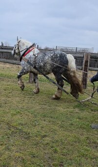 Predam Grošaka z papiermi - 2