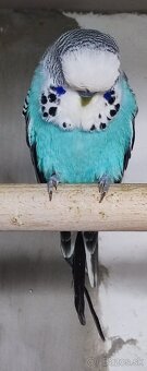 Výstavné Andulky - 2