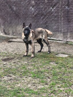 Belgický ovčiak - 2