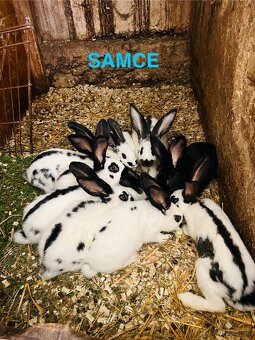 PREDÁM mladé 3,5 mesačne kraliky NEMECKY OBROVITÝ STRAKAC - 2