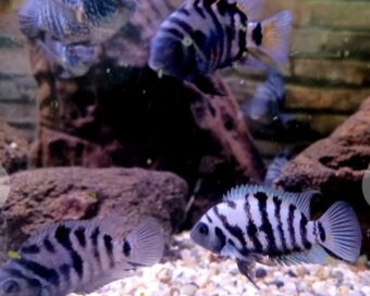 Amatitlania nigrofasciata/pári - 2