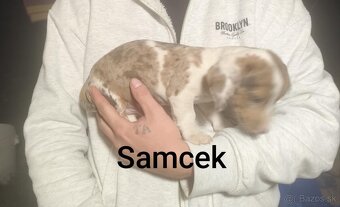 Jazvečík krátkosrstý - 2