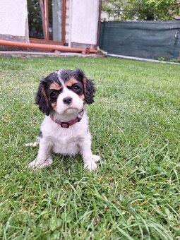 Cavalier king charles spaniel - 2