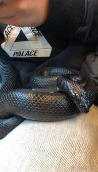 Lampropeltis getula nigrita - Koralovka mexická - 2