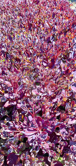 Rozchodník Plum Dazzled - 2