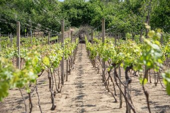 Na predaj vinica s pozemkom o výmere 720 m2 Streda nad Bodro - 2