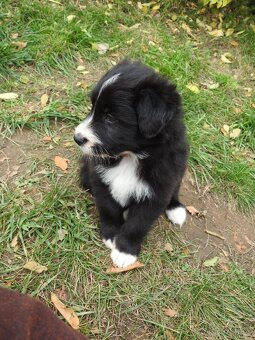 Predám šteniatka - bordercollie - 2