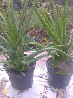 Kaktus Aloe Vera tučnolist. - 2