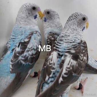 Blackwings čiernokridle andulky - 2