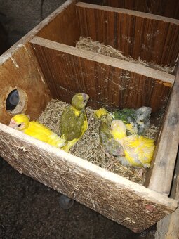 Predám kakariky - 2