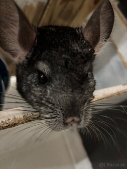 Darujem činčili do dobrých rúk - 2