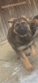 Nemecký ovčiak šteniatka - 2