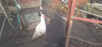 Predám mladého Káčera - 2