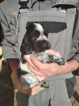 Anglický kokeršpaniel s PP - 2