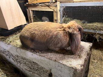 Francúzsky baran - 2