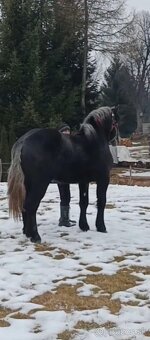 Ogier percheron 2 lata - 2