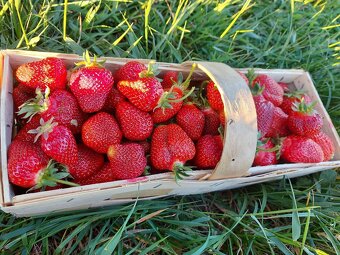 Jahody na predaj 2.5/3€ kg - 2