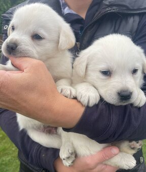 Labrador - 2