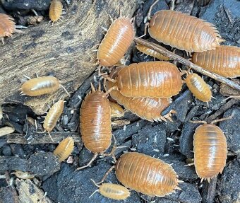 Isopody Porcellio laevis orange. - 2