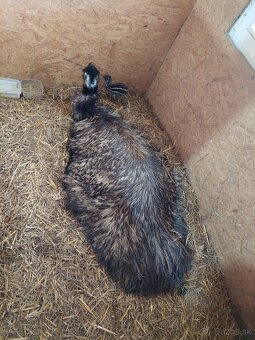 Emu hnedy - 2