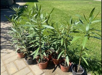Ružový oleander - 2