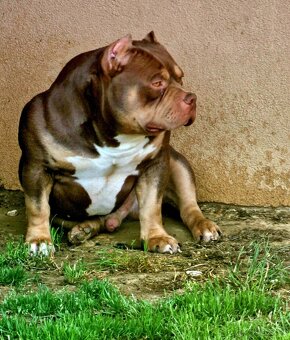 AMERICAN BULLY - 2