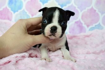 Bostonský teriér boston terrier s PP - 2