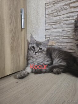 Predám Mainská Mývalia - 2