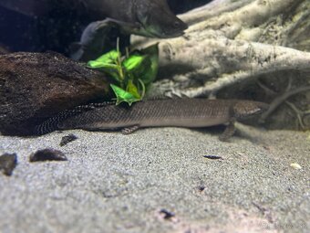 Predam 2x Bichir ornamentový (Polypterus ornatipinnis) - 2